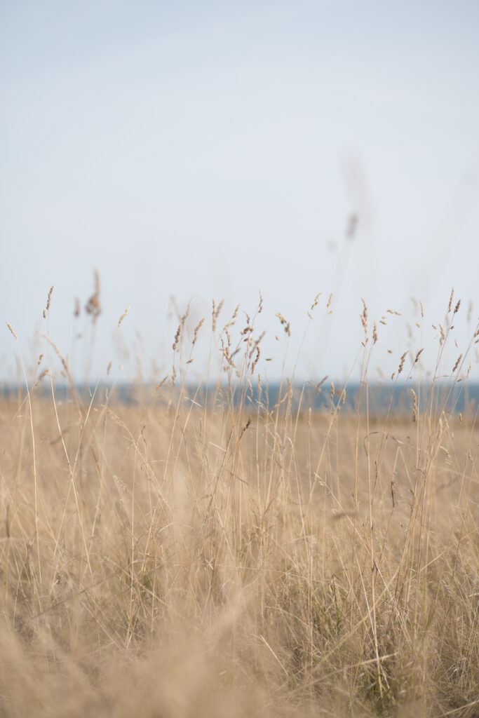 Mellenthin Lodges - Ferienwohnungen im Herzen der Insel Fehmarn - Britta Ahlström - Foto & Design